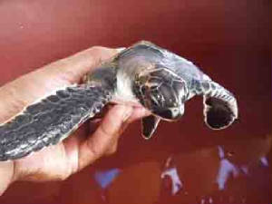 Baby Hawksbill Turtle
