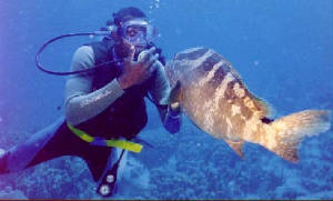 Diver with a grouper