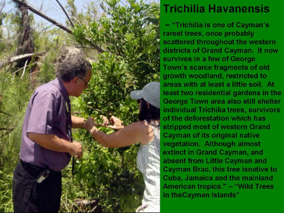 Trichilia Havanensis - Pastor Al & Ms Carla Reid