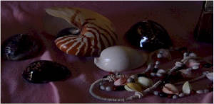 Shells and items made from shells etc