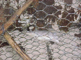 A Caymanian Fish pot brought ashore from a coral reef onto a North Side beach by a north easter - 3 December 2000