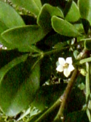 Trichilia Havanensis