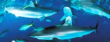 Silky Sharks - Link to February 2002 issue