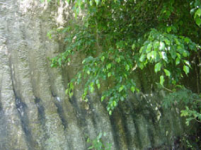 Limestone wall with Ficus Benjamina/Fig tree