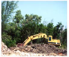 Mangrove Destruction