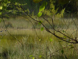 Stilt birds enjoying the marshland.