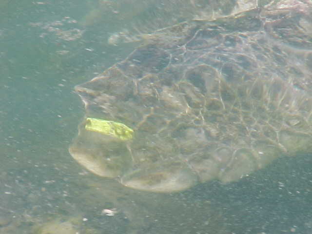  Yellow Tagged Turtle