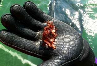 A tiny Northern Cushion Starfish on seaweed 