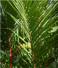  A red palm in Suva