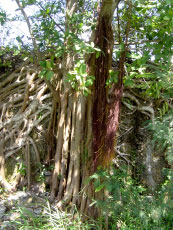 Roots and other vegetation on the wall