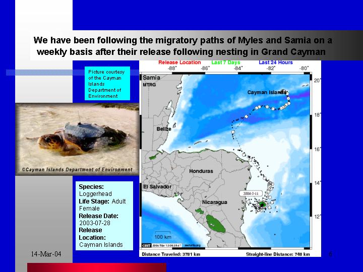 The turtle satellite transmitter programme