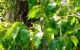  Close up of Snake Wood - Colubrina arborescens