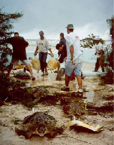 Turtle rescue during Hurricane Michelle - Photograph courtesy of Maggie Jackson
