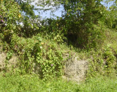 Vegetation on the wall