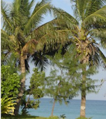 The coconut palms that are used for many items