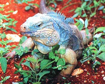 An adult Cayman Islands' blue iguana