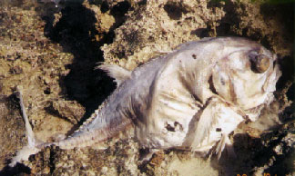  Dead fish full of maggots - Earth Day 2001