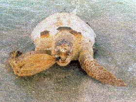 Plastic bag on Turtle.  Picture courtesy of CI Dept of Environment with many thanks!